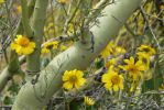 PICTURES/Wildflowers - Desert in Bloom/t_BBF8 - Copy.JPG